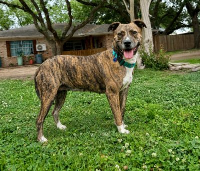 Marley Mae the Brindle Belle Beauty thumbnail 3