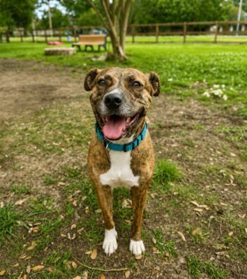 Marley Mae the Brindle Belle Beauty thumbnail 10