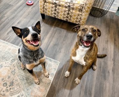 Marley Mae the Brindle Belle Beauty thumbnail 2