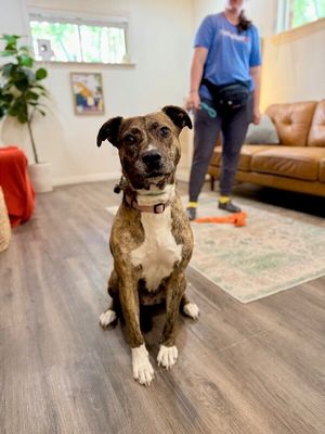 Marley Mae the Brindle Belle Beauty thumbnail 5