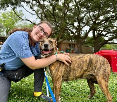 Marley Mae the Brindle Belle Beauty thumbnail 6