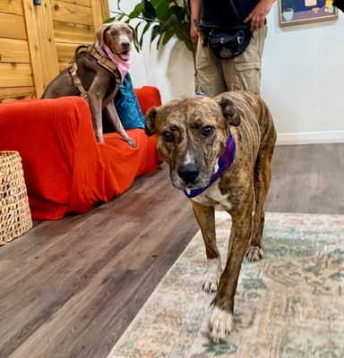 Marley Mae the Brindle Belle Beauty thumbnail 12