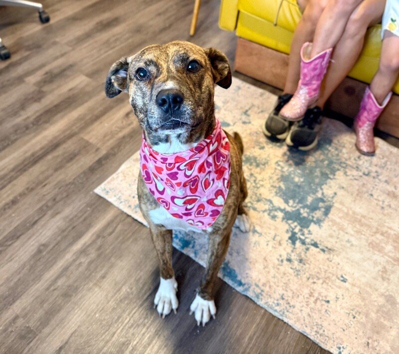 Marley Mae the Brindle Belle Beauty - Photo 1