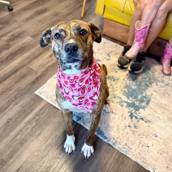 Marley Mae the Brindle Belle Beauty, a American Pit Bull Terrier dog