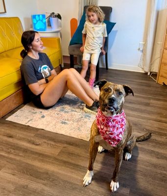 Marley Mae the Brindle Belle Beauty thumbnail 14