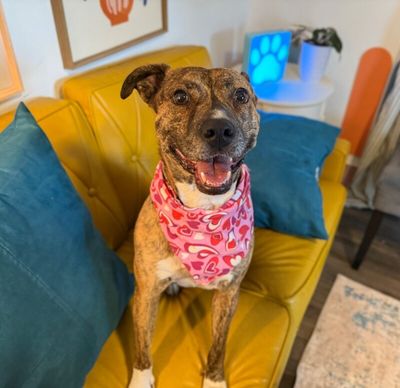 Marley Mae the Brindle Belle Beauty thumbnail 7