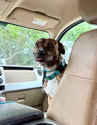 Marley Mae the Brindle Belle Beauty thumbnail 4