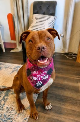 Prima Donna the Brindle Beauty Princess thumbnail 12
