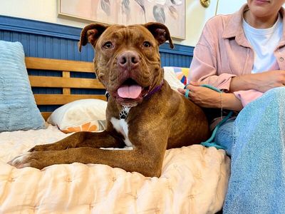 Prima Donna the Brindle Beauty Princess thumbnail 3