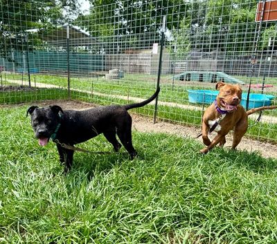 Prima Donna the Brindle Beauty Princess thumbnail 13