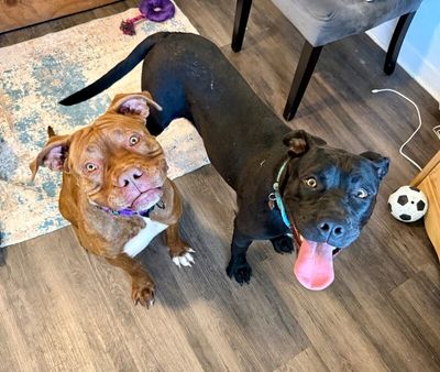 Prima Donna the Brindle Beauty Princess thumbnail 6