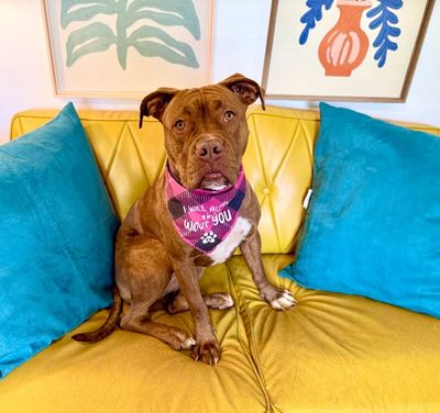 Prima Donna the Brindle Beauty Princess thumbnail 8