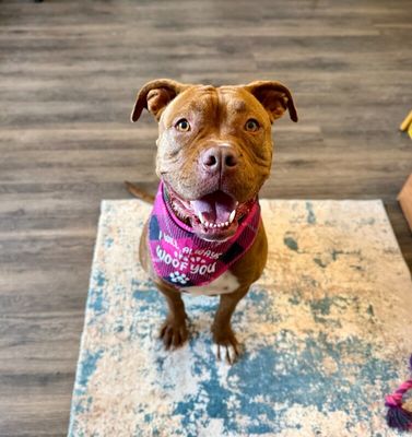 Prima Donna the Brindle Beauty Princess thumbnail 1