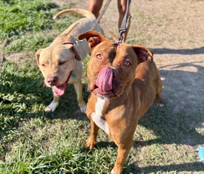 Prima Donna the Brindle Beauty Princess thumbnail 9