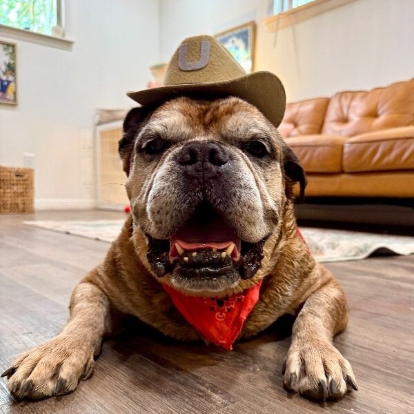 Tater Tot Waddle Woo, a Bulldog dog