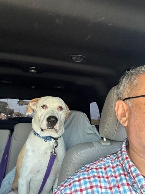 Ralphie Biggs your Extra Large Wigglebutt thumbnail 5