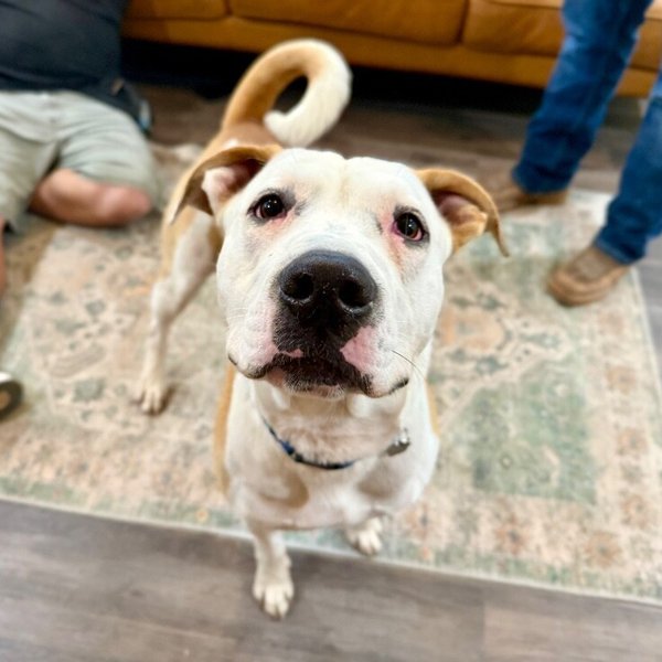 Ralphie Biggs your Extra Large Wigglebutt, a American Pit Bull Terrier dog