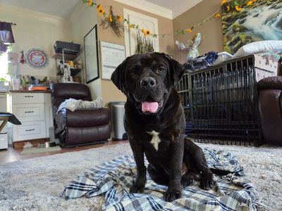 Bubba Bear With The Toothless Smile thumbnail 14