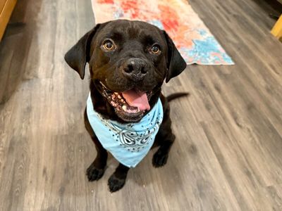 Bubba Bear With The Toothless Smile thumbnail 1