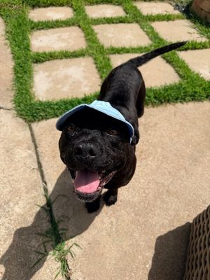 Bubba Bear With The Toothless Smile thumbnail 12