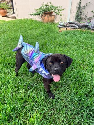 Bubba Bear With The Toothless Smile thumbnail 7