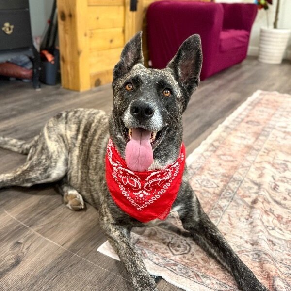 Mygena Hyena Adventures and Cuddles, a Dutch Shepherd dog