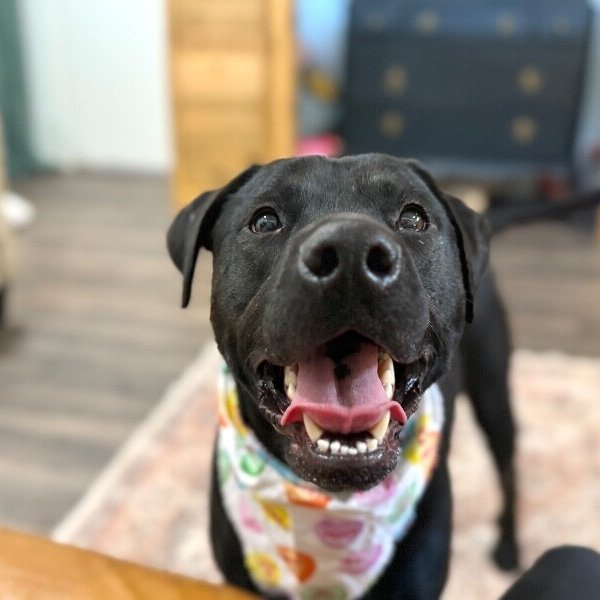 Miss Midna Booty Scratch Queen, a Labrador Retriever dog