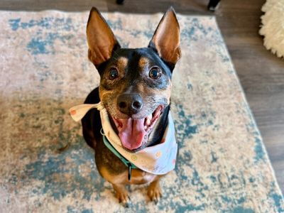 Bingo Bug Puddle Paws thumbnail 10