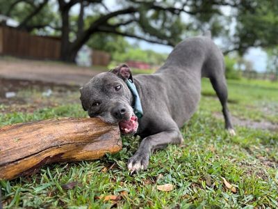 Rocky Water Baby Loves Sticks thumbnail 11