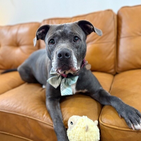 Rocky Water Baby Loves Sticks, a American Pit Bull Terrier dog