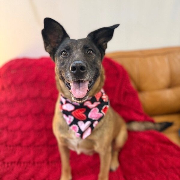 Susu Sunshine Sweetie, a German Shepherd Dog dog