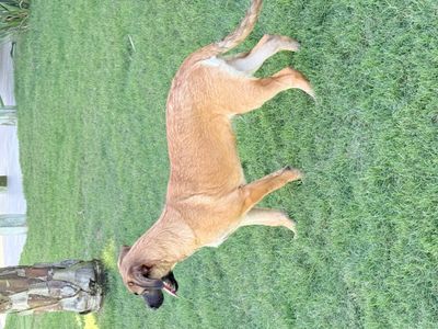 Enzo Baby the Loyal Little Prince thumbnail 13