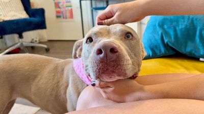 Rumi Cutie the Total Sweetheart thumbnail 7