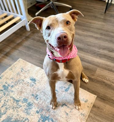 Rumi Cutie the Total Sweetheart thumbnail 1