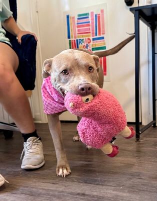 Rumi Cutie the Total Sweetheart thumbnail 10
