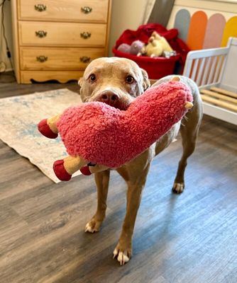 Rumi Cutie the Total Sweetheart thumbnail 3