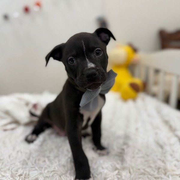 Ranger Journey, a Pit Bull Terrier dog