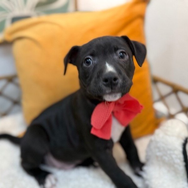 Canyon Journey, a Pit Bull Terrier dog