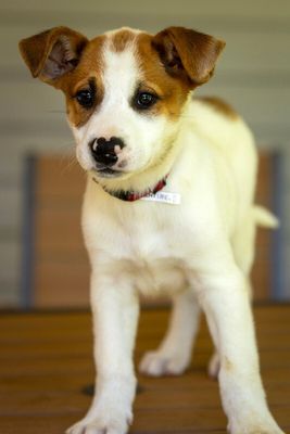 Spruce Lee Penelope thumbnail 14