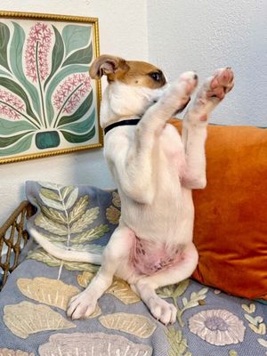Spruce Lee Penelope thumbnail 9