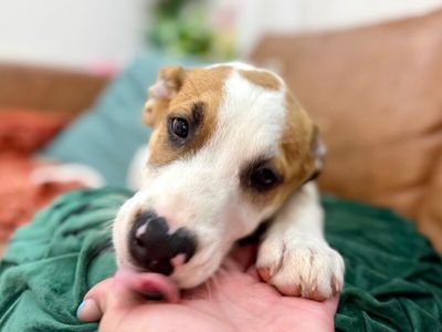 Spruce Lee Penelope thumbnail 10