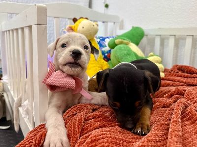 Dolly Hazel Toy Story thumbnail 4