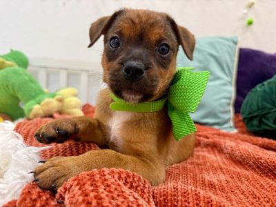 Bullseye Tootsie Toy Story thumbnail 1