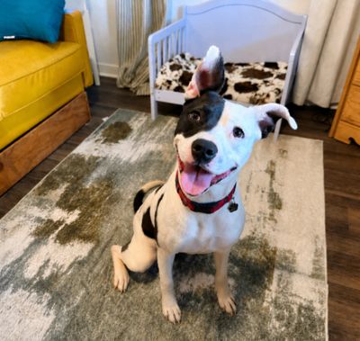 Daisy June Miss Happy Pants thumbnail 3