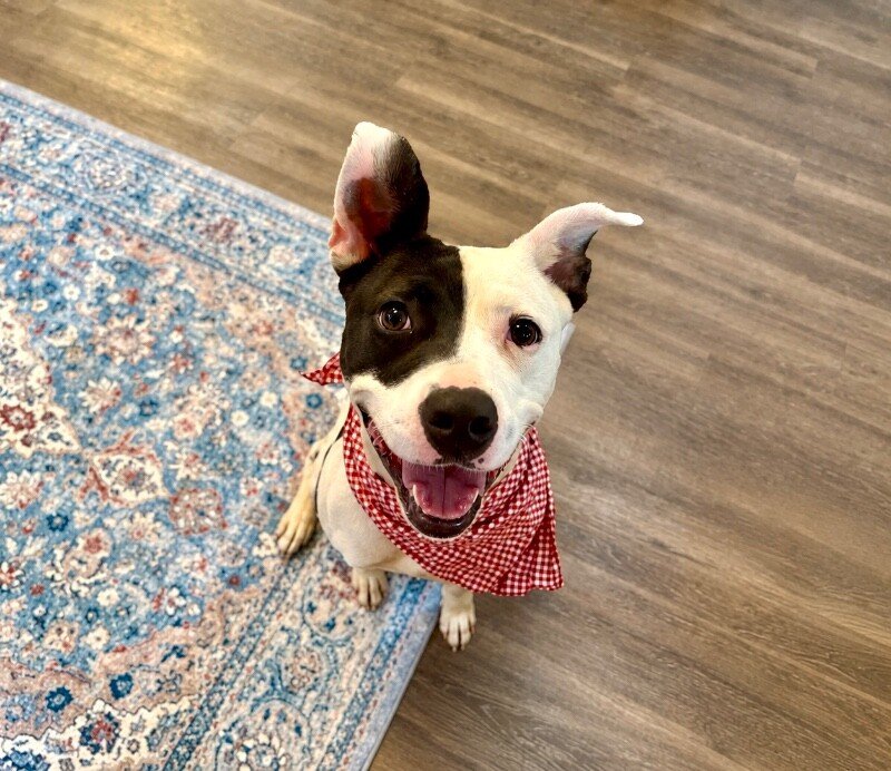 Daisy June Miss Happy Pants - Photo 1