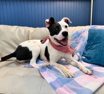 Daisy June Miss Happy Pants thumbnail 8