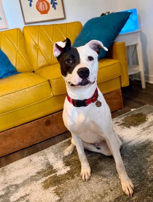 Daisy June Miss Happy Pants thumbnail 10