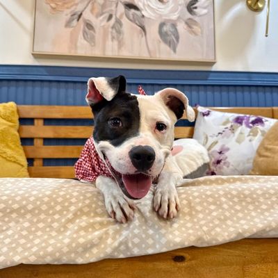 Daisy June Miss Happy Pants thumbnail 11