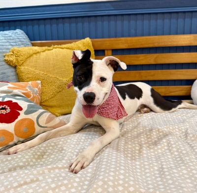 Daisy June Miss Happy Pants thumbnail 12