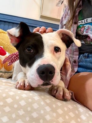Daisy June Miss Happy Pants thumbnail 14